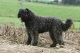 BOUVIER DES FLANDRES 197